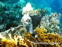 Rotmeer Winkel-Falterfisch (Chaetodon paucifasciatus)