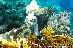 Rotmeer Winkel-Falterfisch_adult-Marsa alam-2012-1