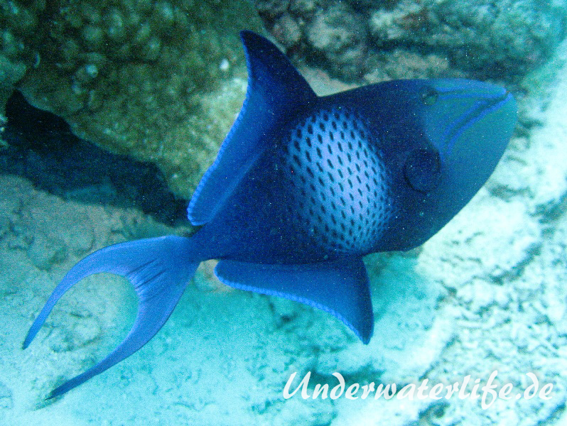Rotzahn-Dürckerfisch_adult-Malediven-2013-02
