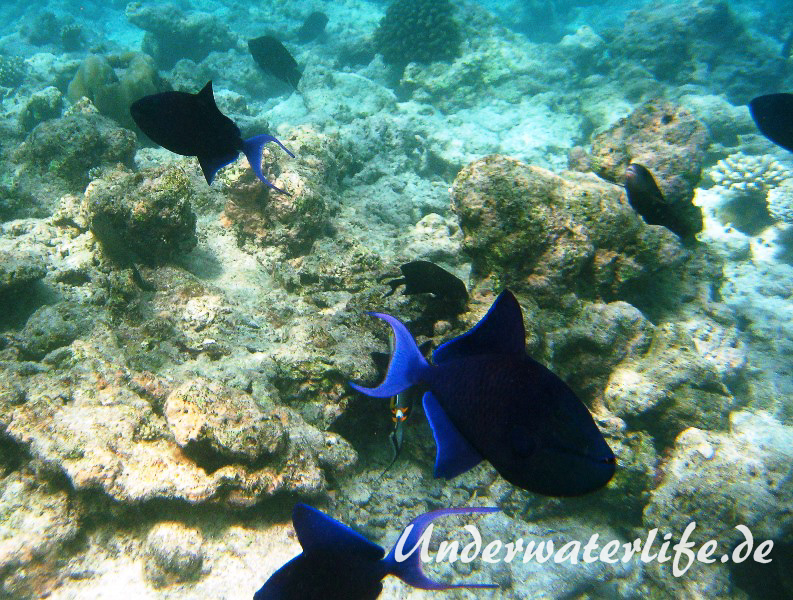 Rotzahn-Dürckerfisch_adult-Malediven-2013-04