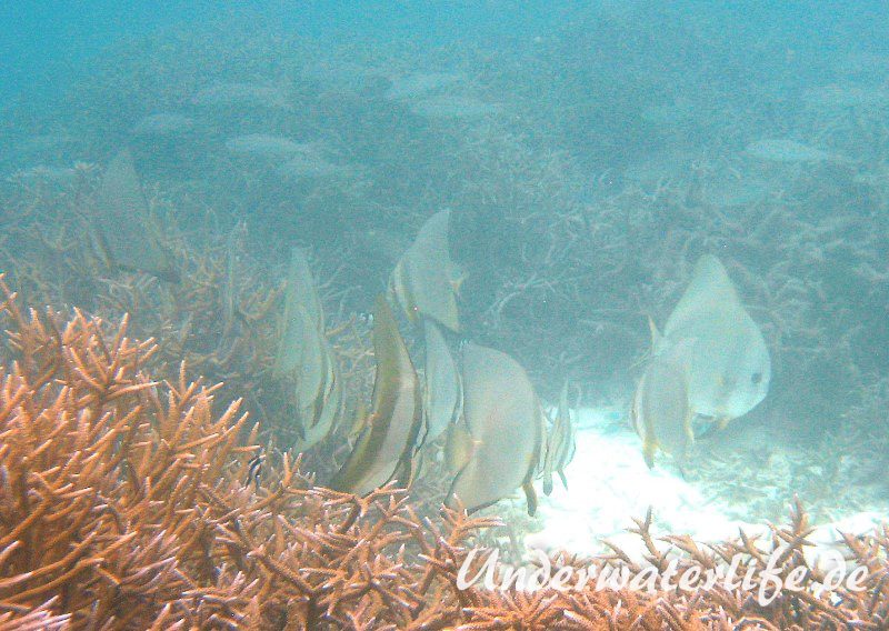 Rundkopf-Fledermausfisch_adult-Malediven-2013-007