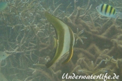Rundkopf-Fledermausfisch_adult-Malediven-2013-001