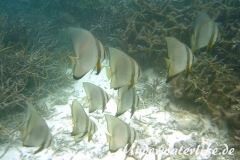 Rundkopf-Fledermausfisch_adult-Malediven-2013-002