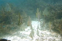 Rundkopf-Fledermausfisch_adult-Malediven-2013-003