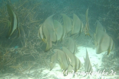 Rundkopf-Fledermausfisch_adult-Malediven-2013-004