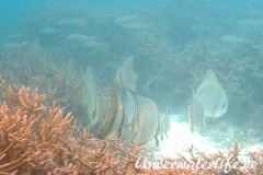 Rundkopf-Fledermausfisch_adult-Malediven-2013-007