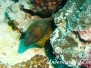 Rußkopf Muräne (Gymnothorax flavimrginatus)