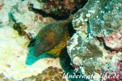 Russkopf Muraene_adult-Malediven-2013-01