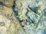 Sand-Eidechsenfisch (Synodus dermatogenys)