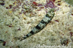 Sand-Eidechsenfisch_adult-Malediven-2013-01