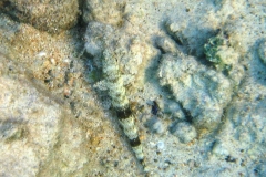 Sand-Eidechsenfisch_adult-Marsa alam-2012-1