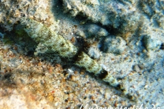 Sand-Eidechsenfisch_adult-Marsa alam-2012-2