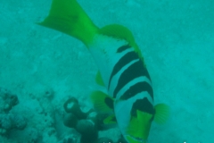 Sattel-Forellenbarsch_subadult-Malediven-2013-01