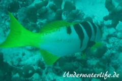 Sattel-Forellenbarsch_subadult-Malediven-2013-02