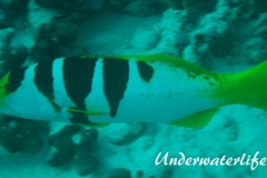 Sattel-Forellenbarsch_subadult-Malediven-2013-03