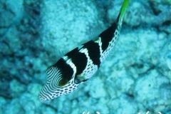 Sattel-Spitzkopfkugelfisch_adult-Malediven-2013-01