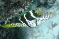 Sattel-Spitzkopfkugelfisch_adult-Malediven-2013-03
