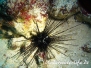 Savignys Diademseeigel (Diadema savignyi)