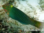 Schachbrett-Junker (Halichoeres hortulanus)