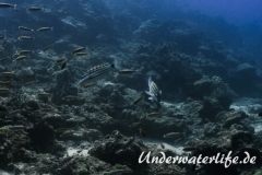 Schachbrett-Schnapper_adult-Thailand-2017-001