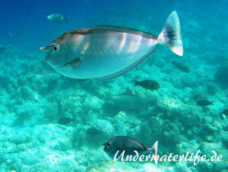 Schaerpen-Nasendoktorfisch_adult-Malediven-2013-01
