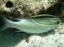 Schärpen-Scheinschnapper (Scolopsis bilineatus)
