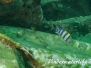 Scherenschwanz-Sergeant (Abudefduf sexfasciatus) Indopazifik