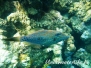 Schrift-Feilenfisch (Aluterus scriptus) Indik