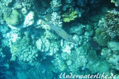 Schrift-Feilenfisch_adult-Marsa alam-2012-1