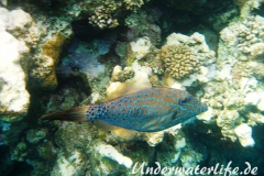 Schrift-Feilenfisch_adult-Marsa alam-2012-2