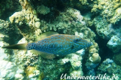 Schrift-Feilenfisch_adult-Marsa alam-2012-3