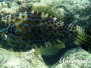 Schrift-Feilenfisch (Aluterus scriptus) Karibik