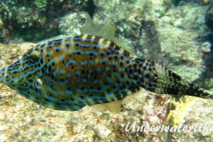 Schrift Feilenfisch_adult-Karibik-2014-003