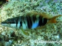  Schriftbarsch (Serranus scriba)