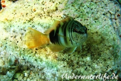 Schriftbarsch_adult-Dubrovnik-2015-02