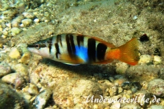 Schriftbarsch_adult-Dubrovnik-2015-03