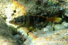 Schriftbarsch_adult-Dubrovnik-2015-04