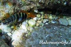 Schriftbarsch_adult-Dubrovnik-2015-05
