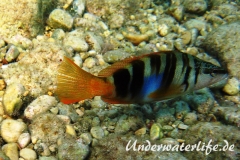 Schriftbarsch_adult-Dubrovnik-2015-06