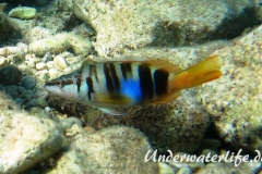 Schriftbarsch_adult-Dubrovnik-2015-07