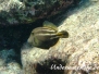 Schwanzfleckfeilenfisch (Cantherhines pullus)