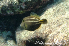 Schwarzfleckfeilenfisch_adult-Karibik-2014-001