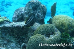 Schwarzfleckfeilenfisch_adult-Karibik-2014-002