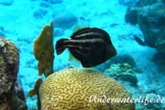 Schwarzfleckfeilenfisch_adult-Karibik-2014-003