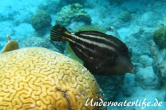 Schwarzfleckfeilenfisch_adult-Karibik-2014-004