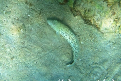 Schwarzfleck-Sandbarsch_adult-Marsa alam-2012-2