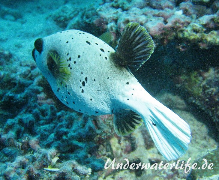 Schwarzflecken-Kugelfisch_adult-Malediven-2013-02