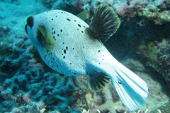 Schwarzflecken-Kugelfisch_adult-Malediven-2013-02