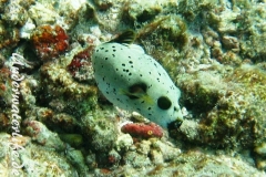 Schwarzflecken-Kugelfisch_adult-Malediven-2013-04