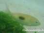  Schwarzfleck-Straßenkehrer (Lethrinus harak)